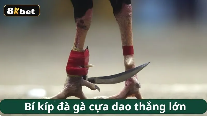 Bí kíp đà gà cựa dao thắng lớn dành cho tân thủ