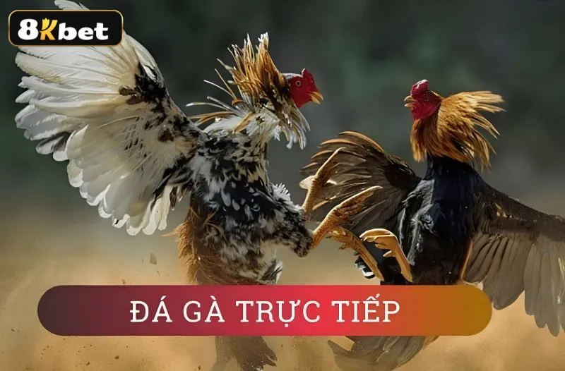 Đá gà trực tiếp có những ưu điểm nổi bật nào so với đá gà truyền thống?