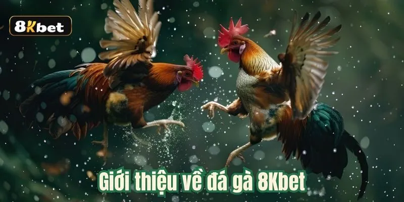 Đôi nét về sảnh cược đỉnh cao đá gà 8kbet