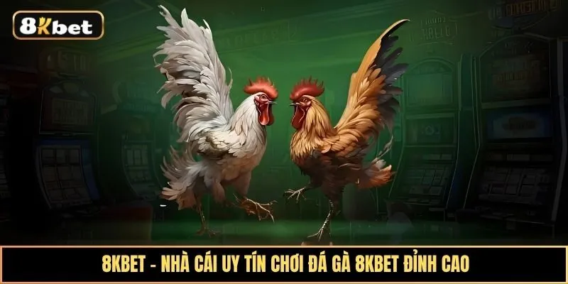 Khám phá sảnh cược đá gà 8kbet hấp dẫn với tỷ lệ đổi thưởng cực lớn cao