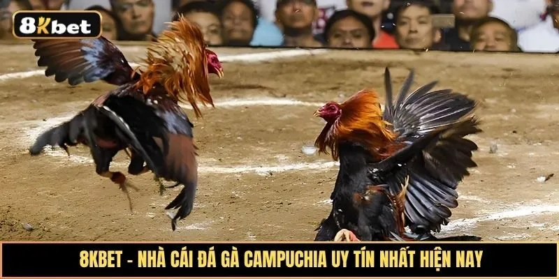 Khám phá thế giới đá gà Campuchia sôi động và uy tín