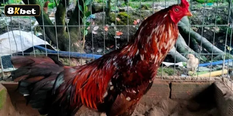 Những chú gà Điều Bông