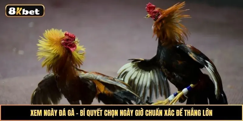 Xem ngày đá gà - Bí quyết chọn ngày giờ chuẩn xác để thắng lớn